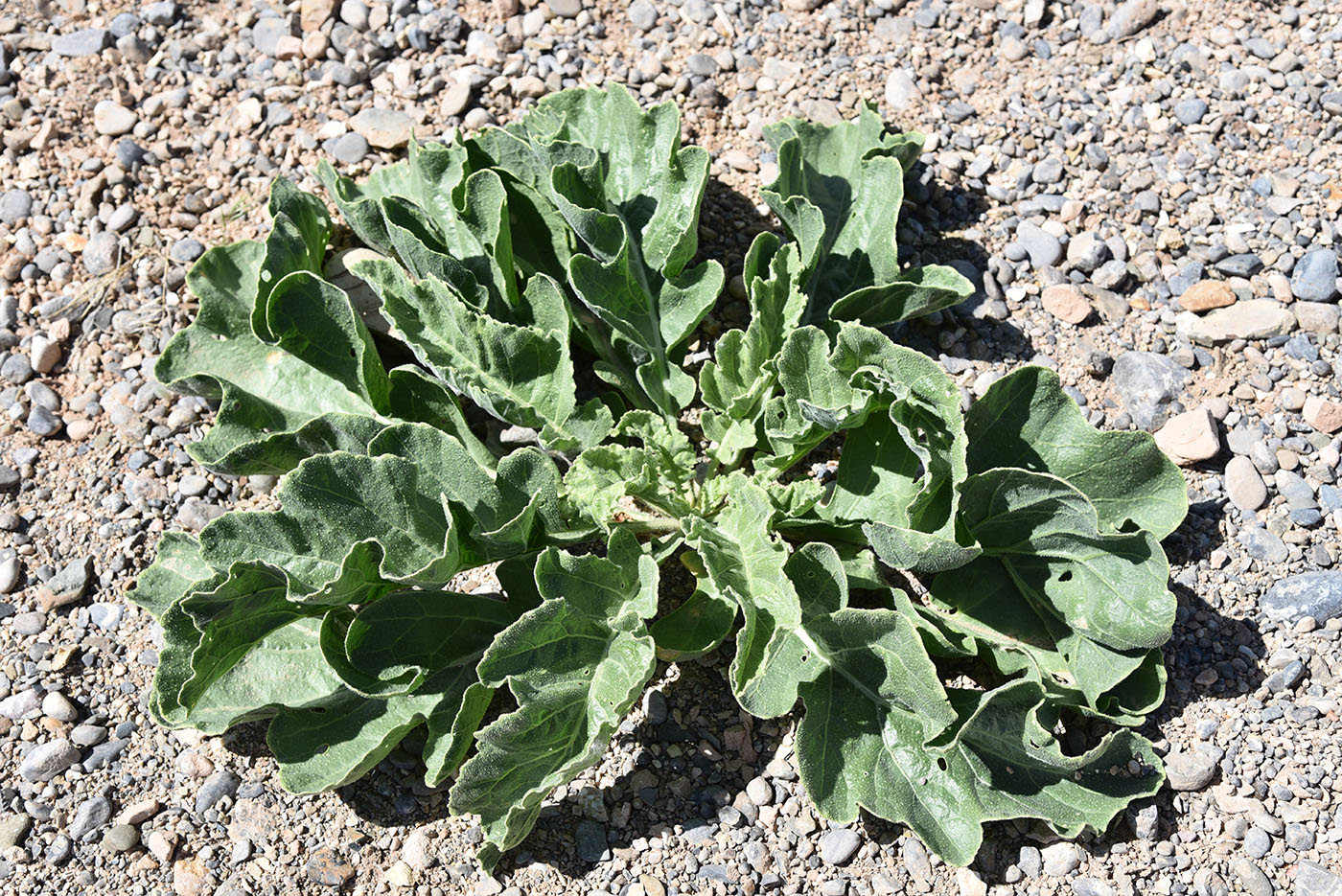 Image of Crambe schugnana specimen.