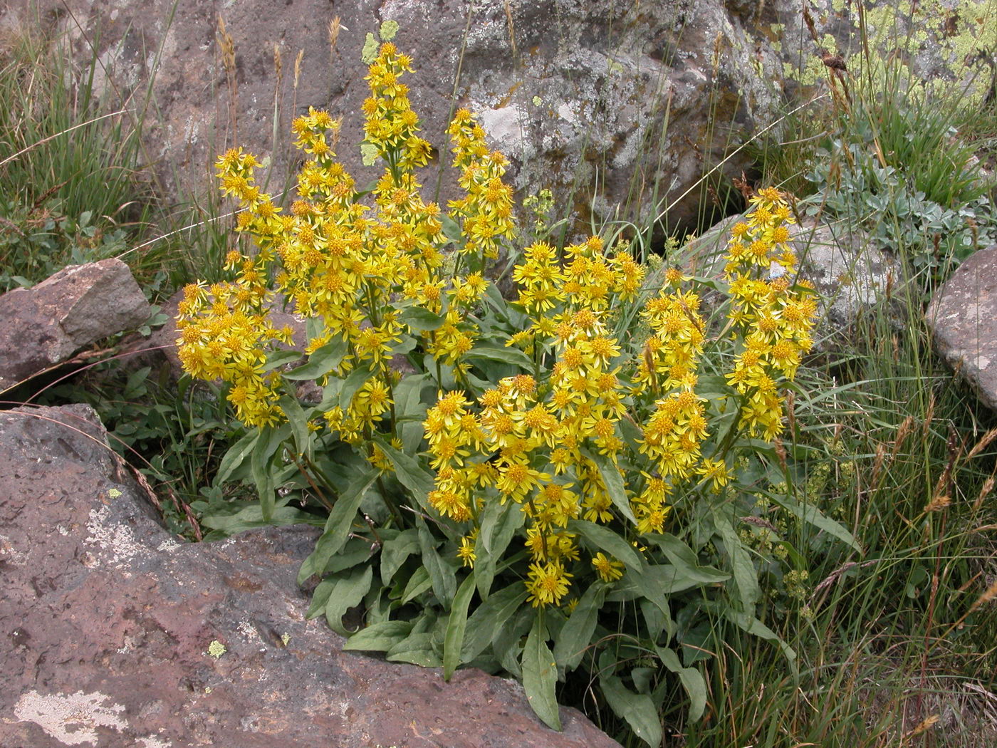 Изображение особи Solidago virgaurea ssp. caucasica.