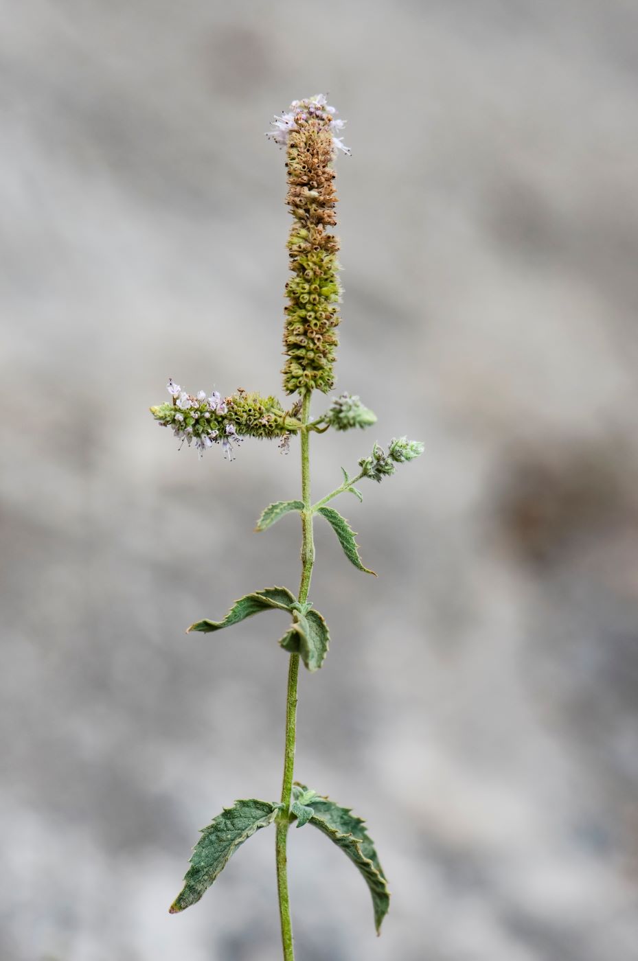 Image of Mentha asiatica specimen.