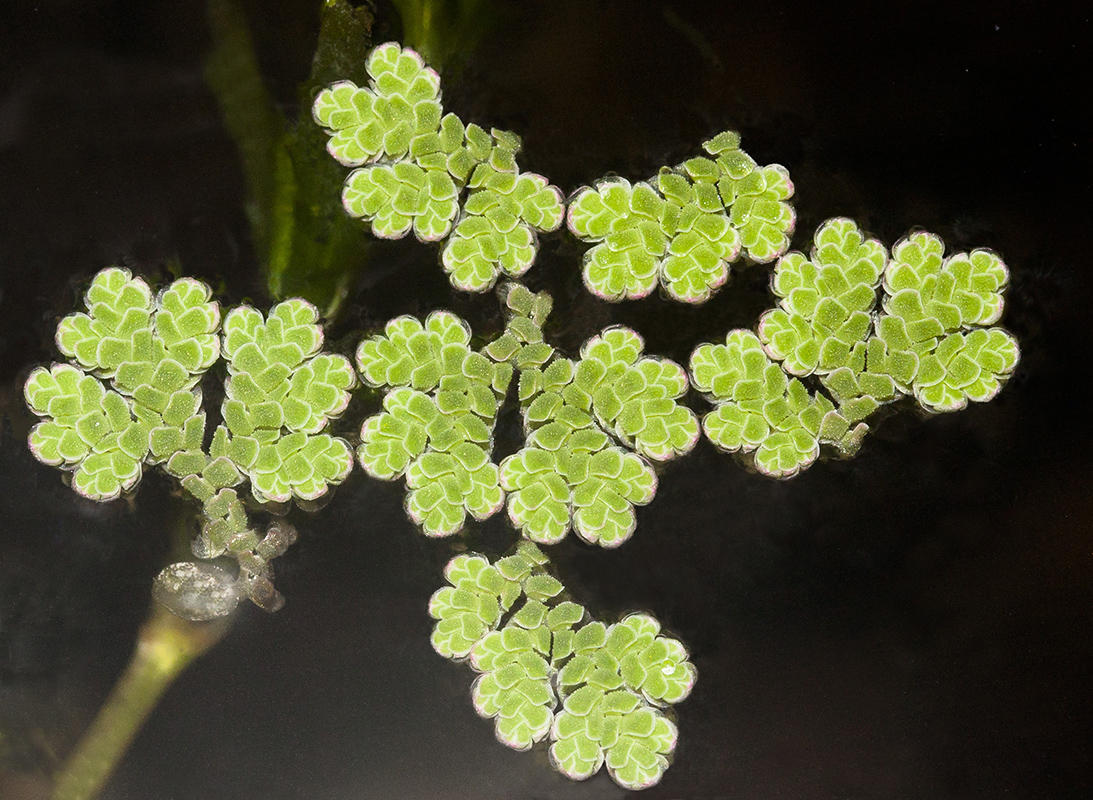 Image of genus Azolla specimen.