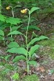 Cypripedium calceolus