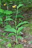 Cypripedium calceolus