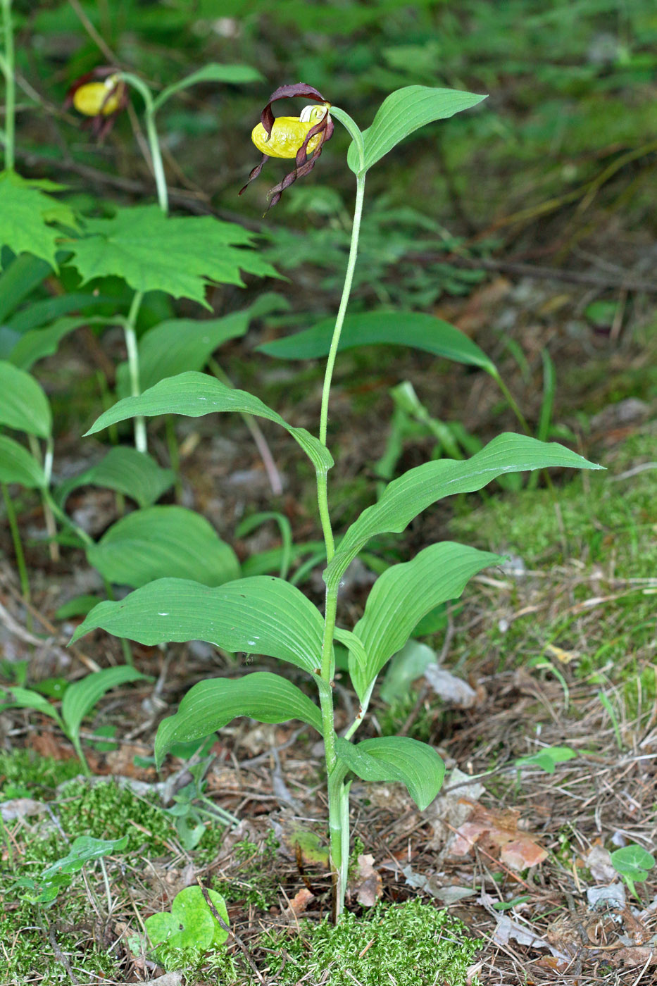 Изображение особи Cypripedium calceolus.