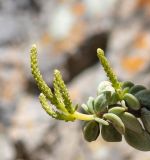 Peperomia nivalis variety lepadiphylla. Побег с отцветающими соцветиями. Перу, регион Куско, пос. Ollantaymtambo, археологический комплекс. 11.10.2019.