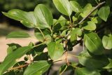Rhamnus cathartica