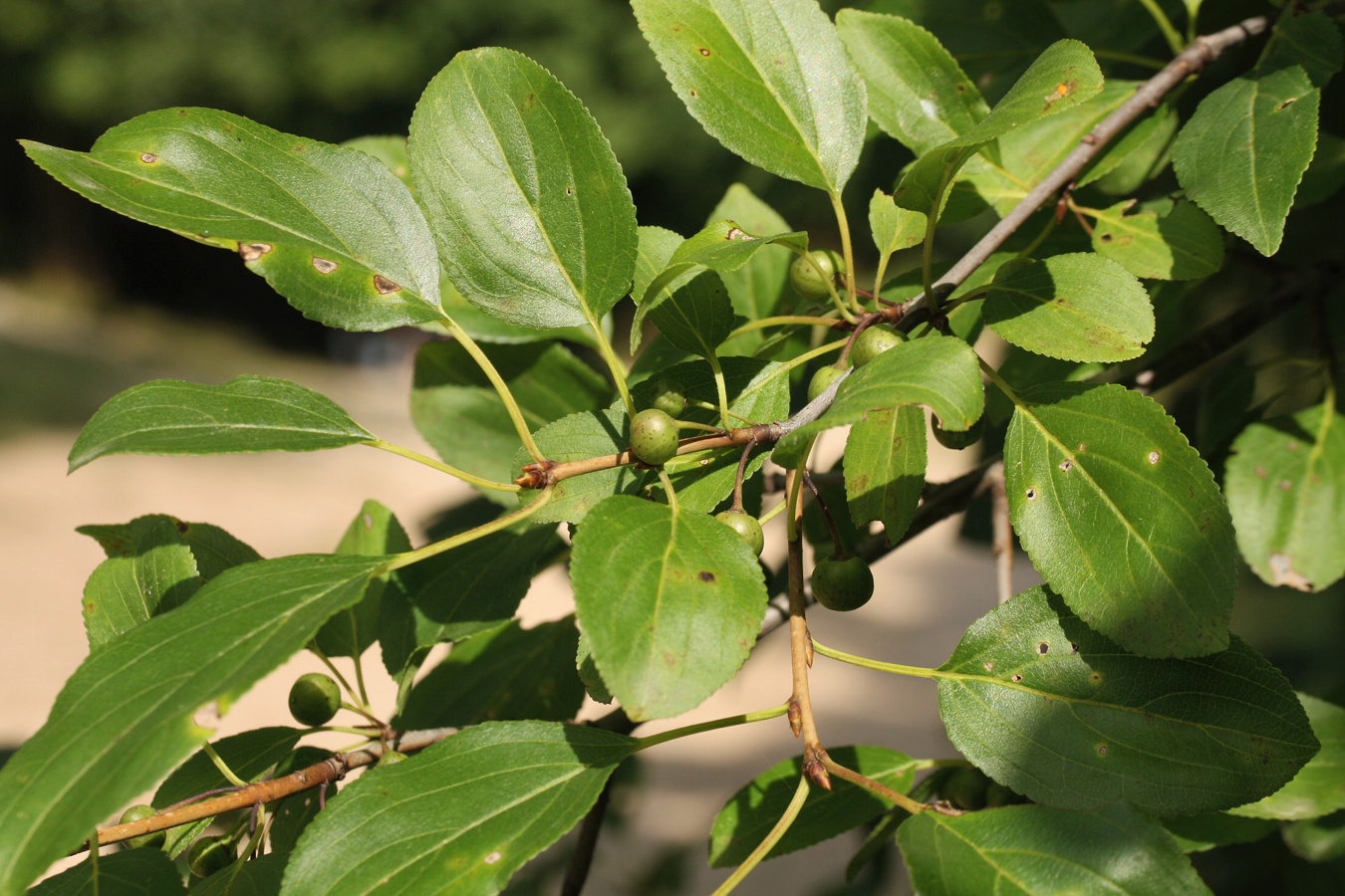 Image of Rhamnus cathartica specimen.