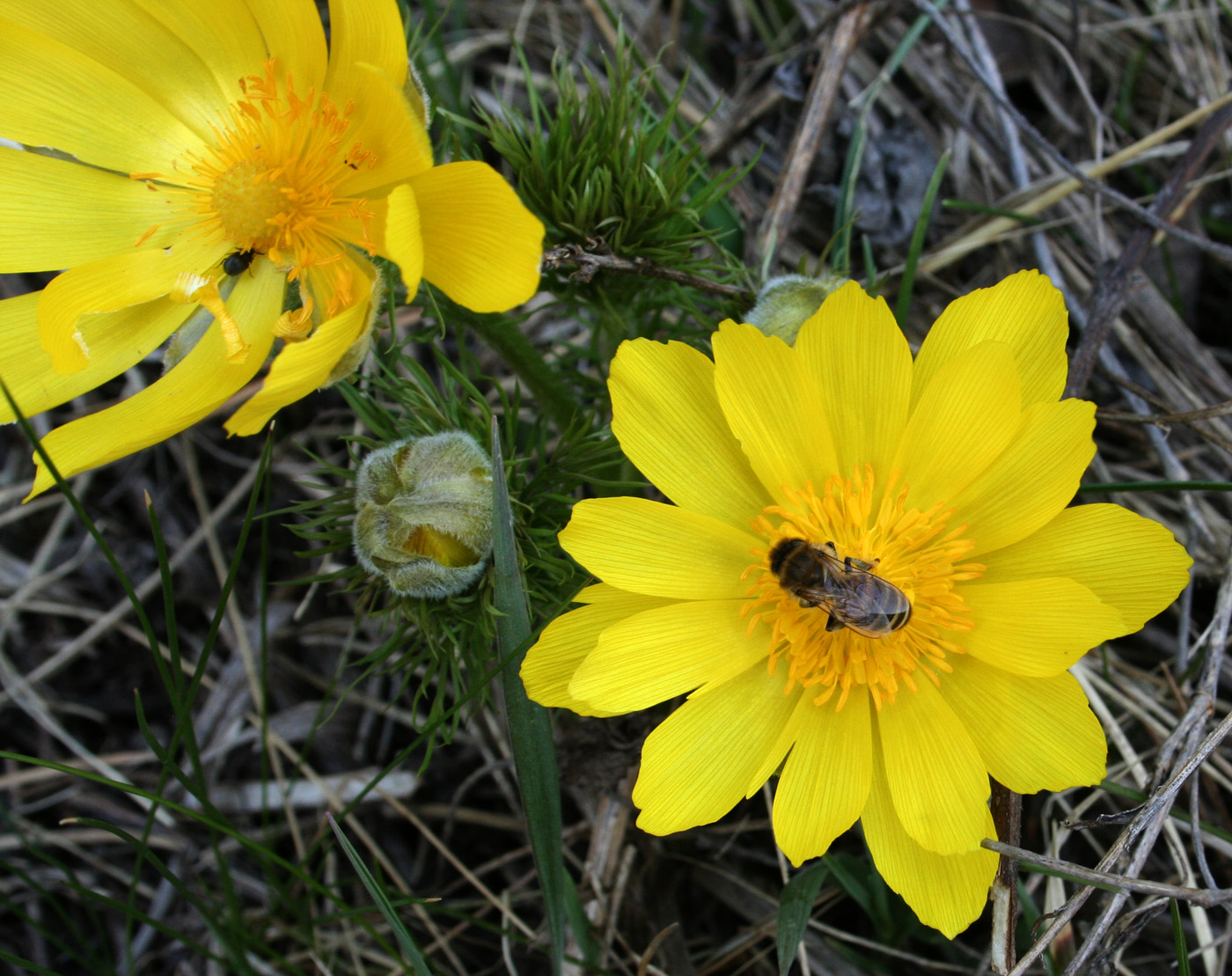 Image of Adonis vernalis specimen.