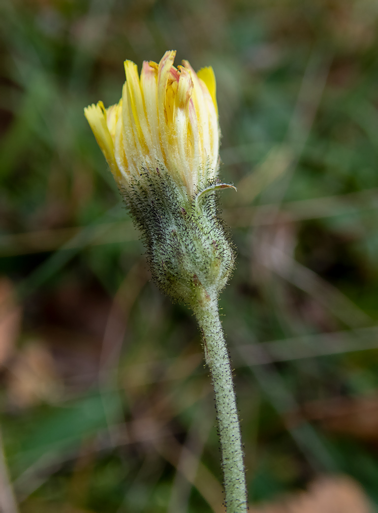 Изображение особи Pilosella officinarum.