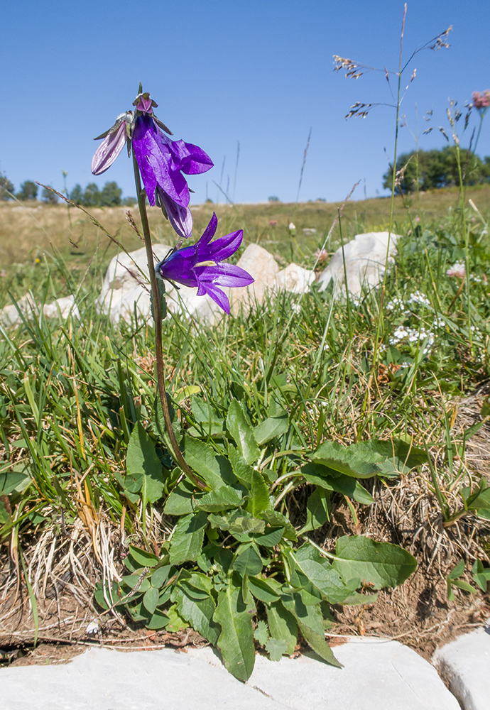 Изображение особи Campanula collina.