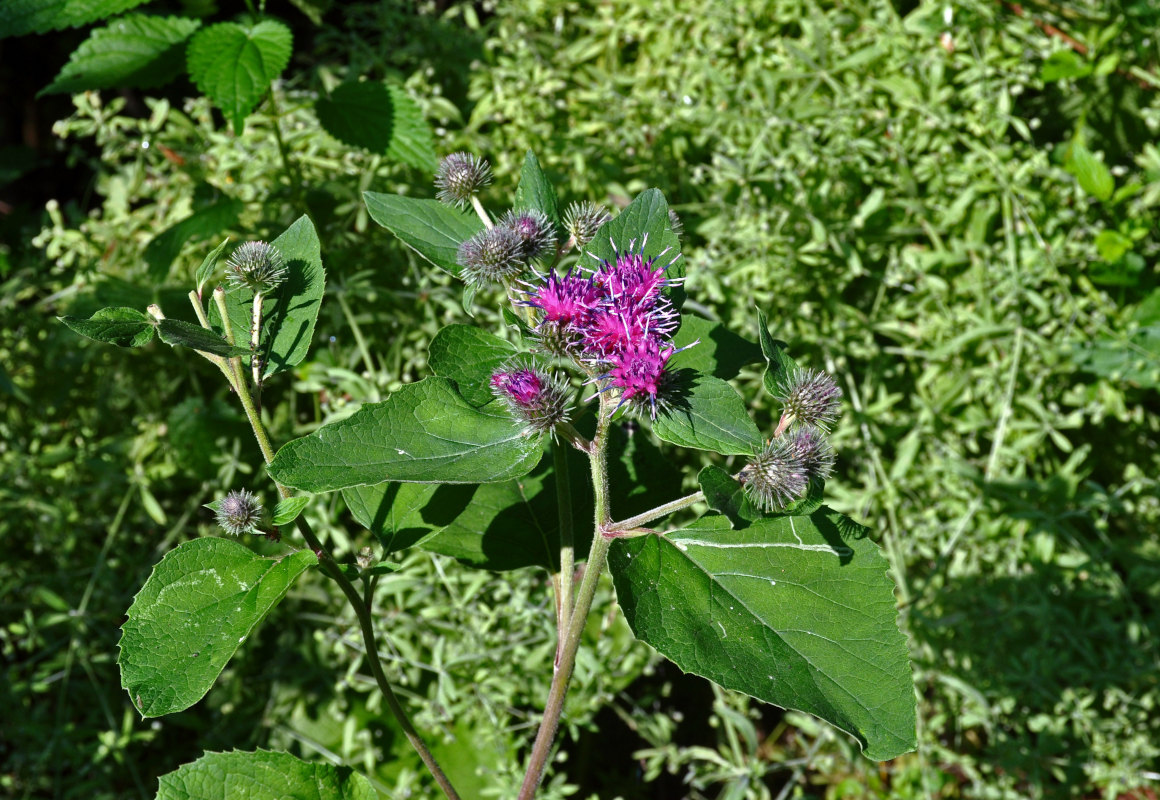 Изображение особи Arctium &times; ambiguum.