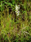 Habenaria linearifolia