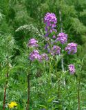 Hesperis sibirica