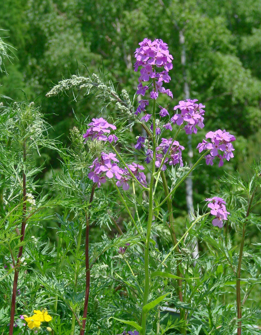 Image of Hesperis sibirica specimen.