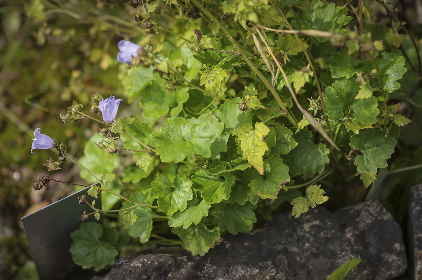 Изображение особи род Campanula.