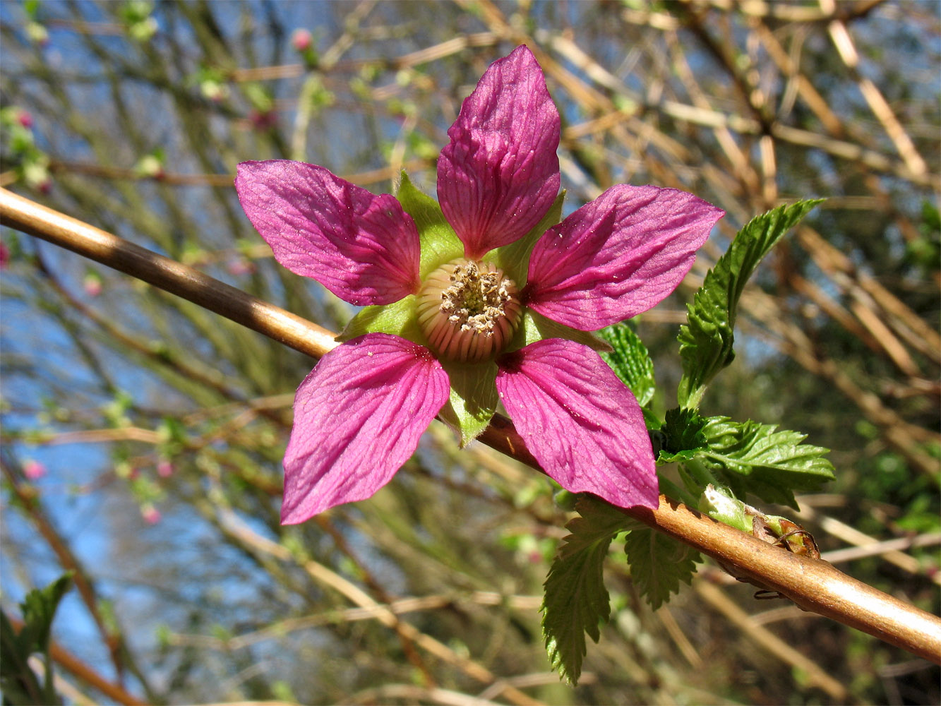 Image of Rubus spectabilis specimen.