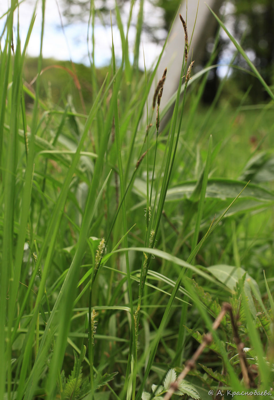 Изображение особи Carex hirta.