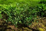 Saponaria ocymoides. Вегетирующее растение первого года жизни. Пермский край, пос. Юго-Камский, частное подворье. 8 сентября 2019 г.
