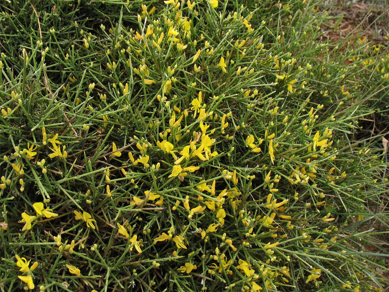 Image of Genista acanthoclada specimen.