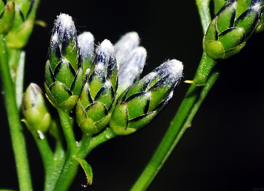 Image of Saussurea parviflora specimen.