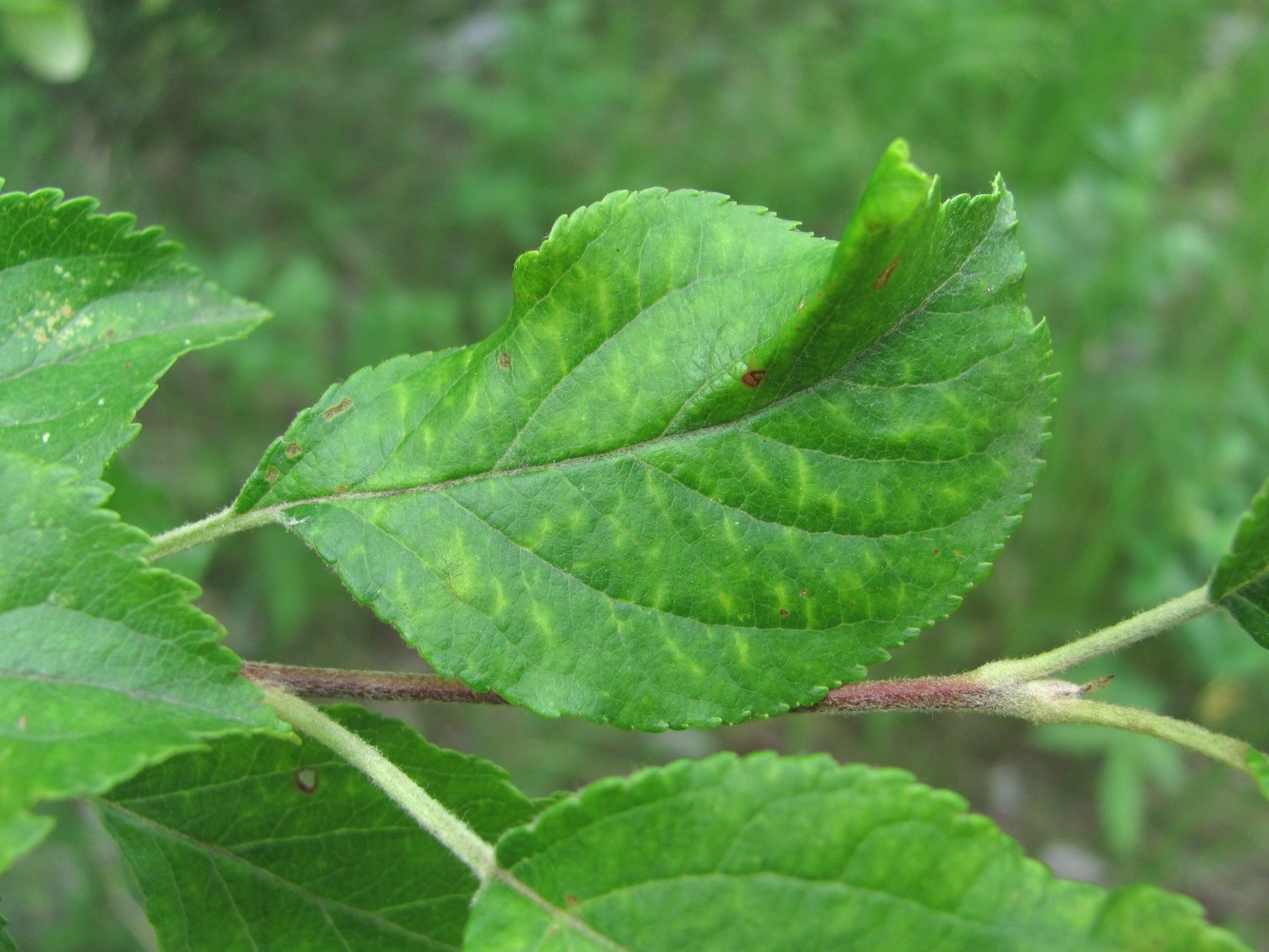 Изображение особи Malus orientalis.