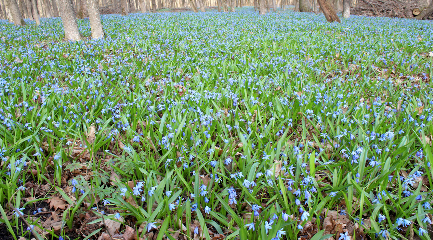 Изображение особи Scilla siberica.