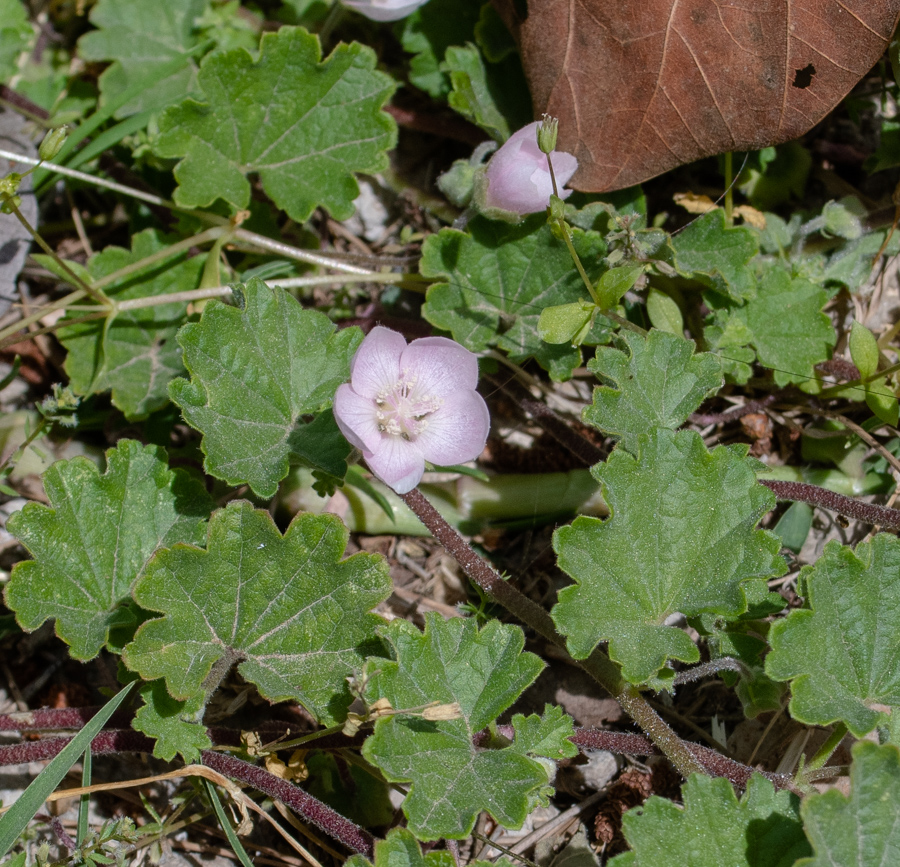 Image of Malvella sherardiana specimen.