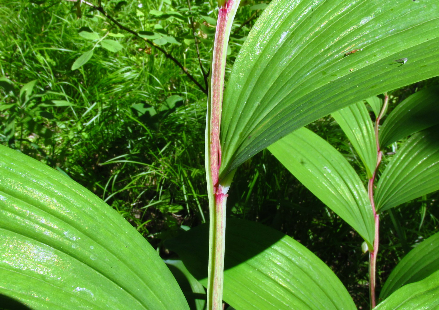 Image of Polygonatum maximowiczii specimen.