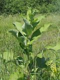 Inula helenium. Верхняя часть вегетирующего растения. Ульяновская обл., Мелекесский р-н, окр. с. Сабакаево, местами поросший ивняком сыроватый луг. 19.06.2021.