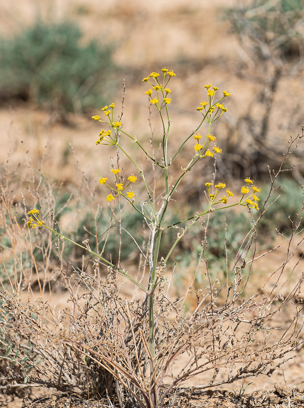 Изображение особи Prangos ammophila.