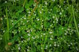 Veronica serpyllifolia. Цветущие растения. Московская обл., Раменский р-н, окр. дер. Хрипань, садовый участок. 18.05.2010.