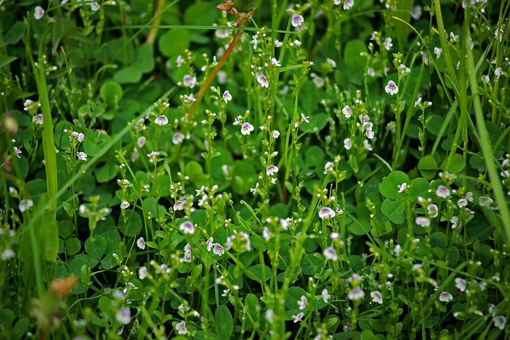 Image of Veronica serpyllifolia specimen.