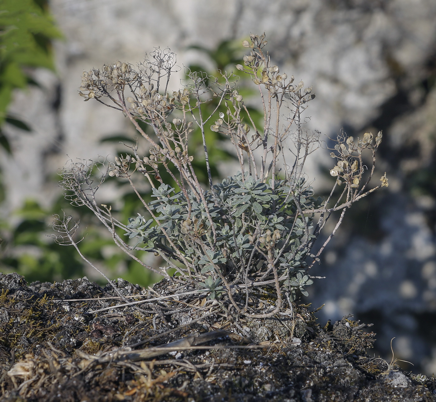 Image of Odontarrhena obovata specimen.