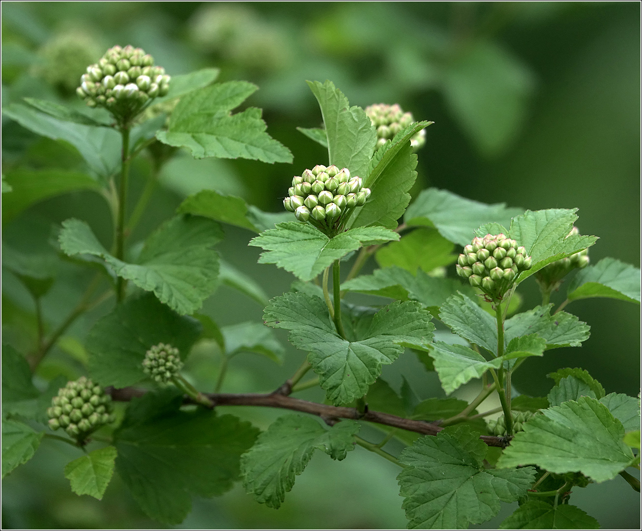 Image of Physocarpus opulifolius specimen.