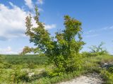 Acer tataricum