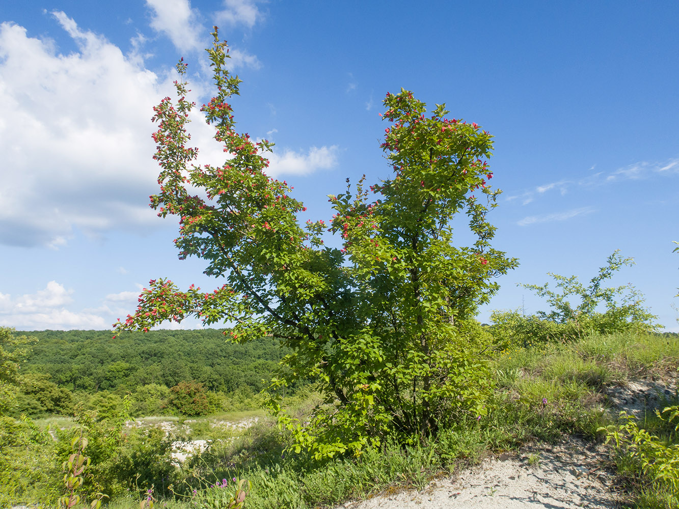 Image of Acer tataricum specimen.