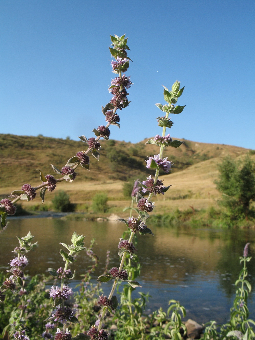 Image of Mentha × interrupta specimen.