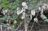 Lunaria annua