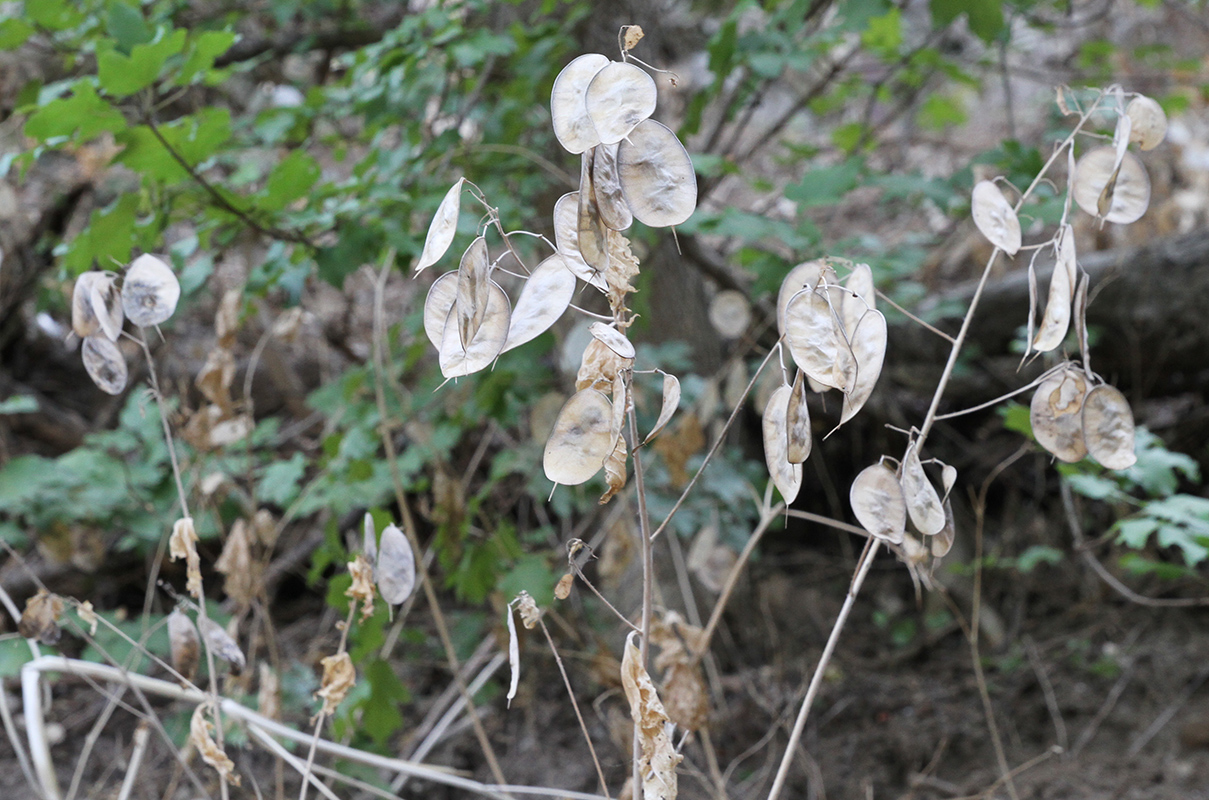 Image of Lunaria annua specimen.