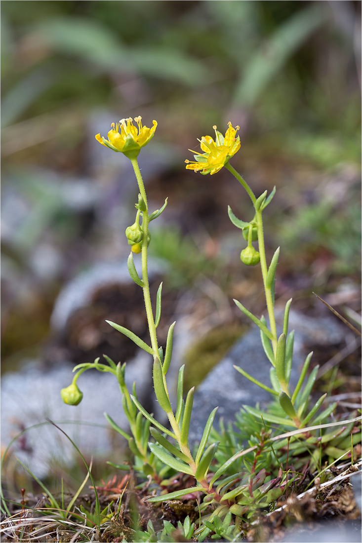 Изображение особи Saxifraga aizoides.