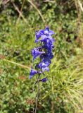 род Delphinium. Соцветие. Республика Алтай, Усть-Коксинский р-н, левый берег р. Катунь, окр. руч. Барбыш, луг. 31.07.2020.