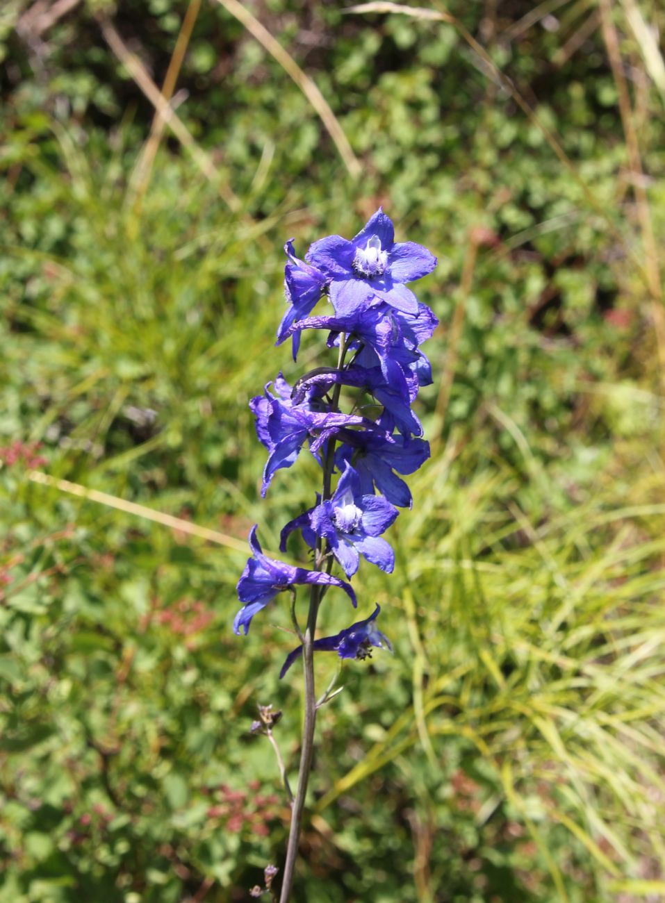 Изображение особи род Delphinium.