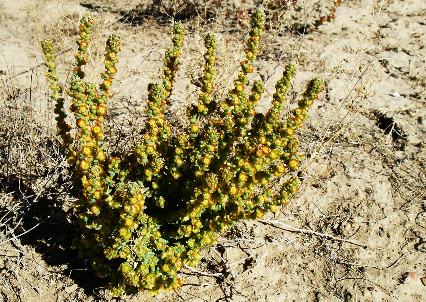 Image of Halogeton glomeratus specimen.