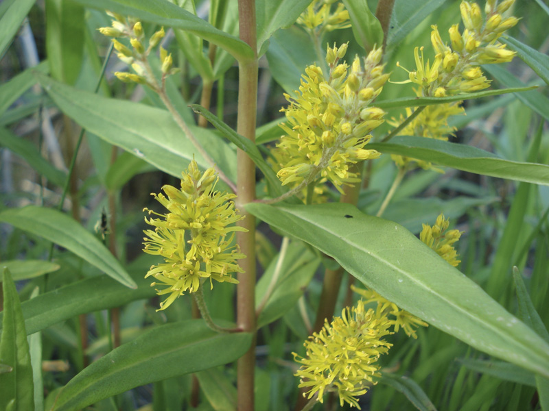 Изображение особи Naumburgia thyrsiflora.