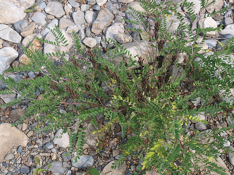 Изображение особи Astragalus marinus.