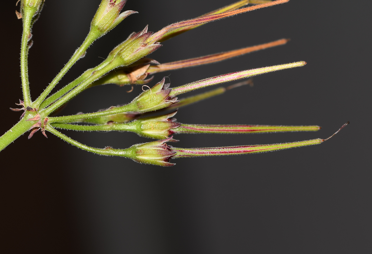 Изображение особи Pelargonium laxum.