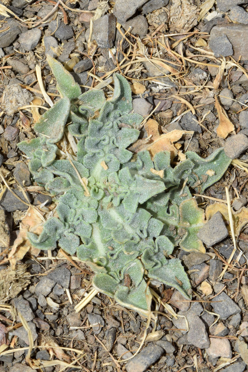 Image of Centaurea iberica specimen.