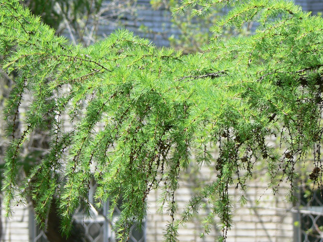 Image of Larix cajanderi specimen.