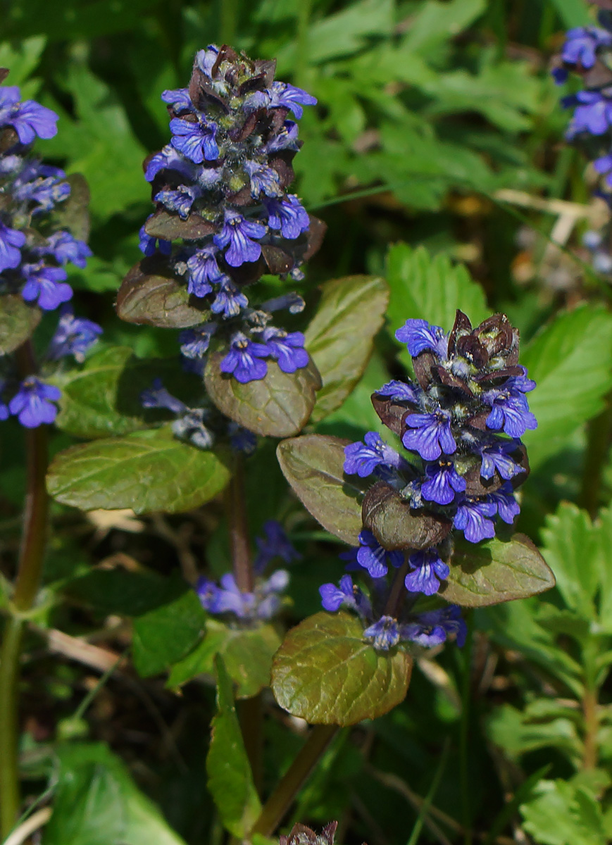 Изображение особи Ajuga reptans.