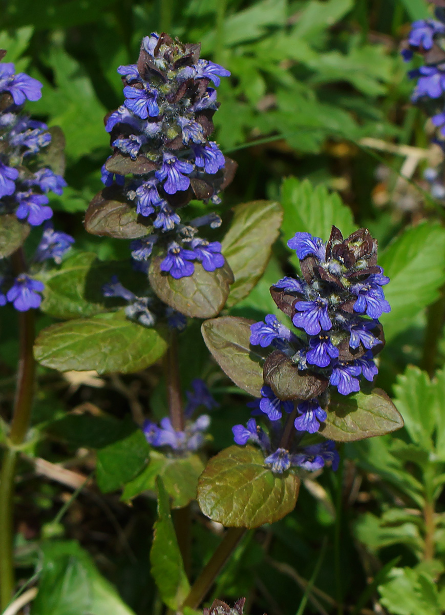 Image of Ajuga reptans specimen.