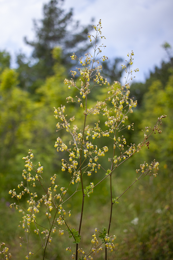 Image of Thalictrum minus specimen.